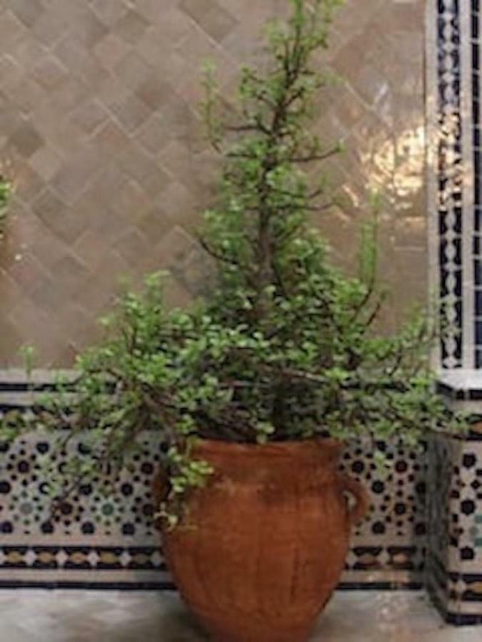Traditional Moroccan House 塔哈佐特 外观 照片
